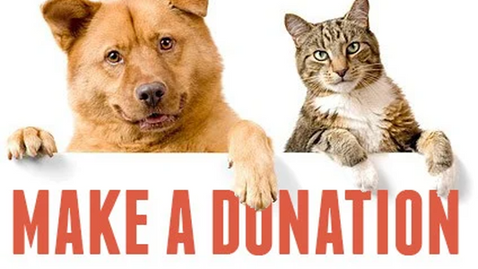 Donate And Feed Stray Cats & Dogs