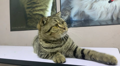 Scottish Fold Neutered Male