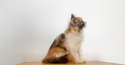 Domestic Long Hair Female