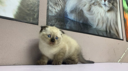 Scottish Fold Male