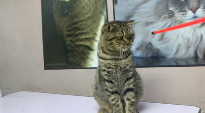 Scottish Fold Neutered Male