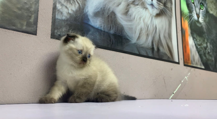 Scottish Fold Male